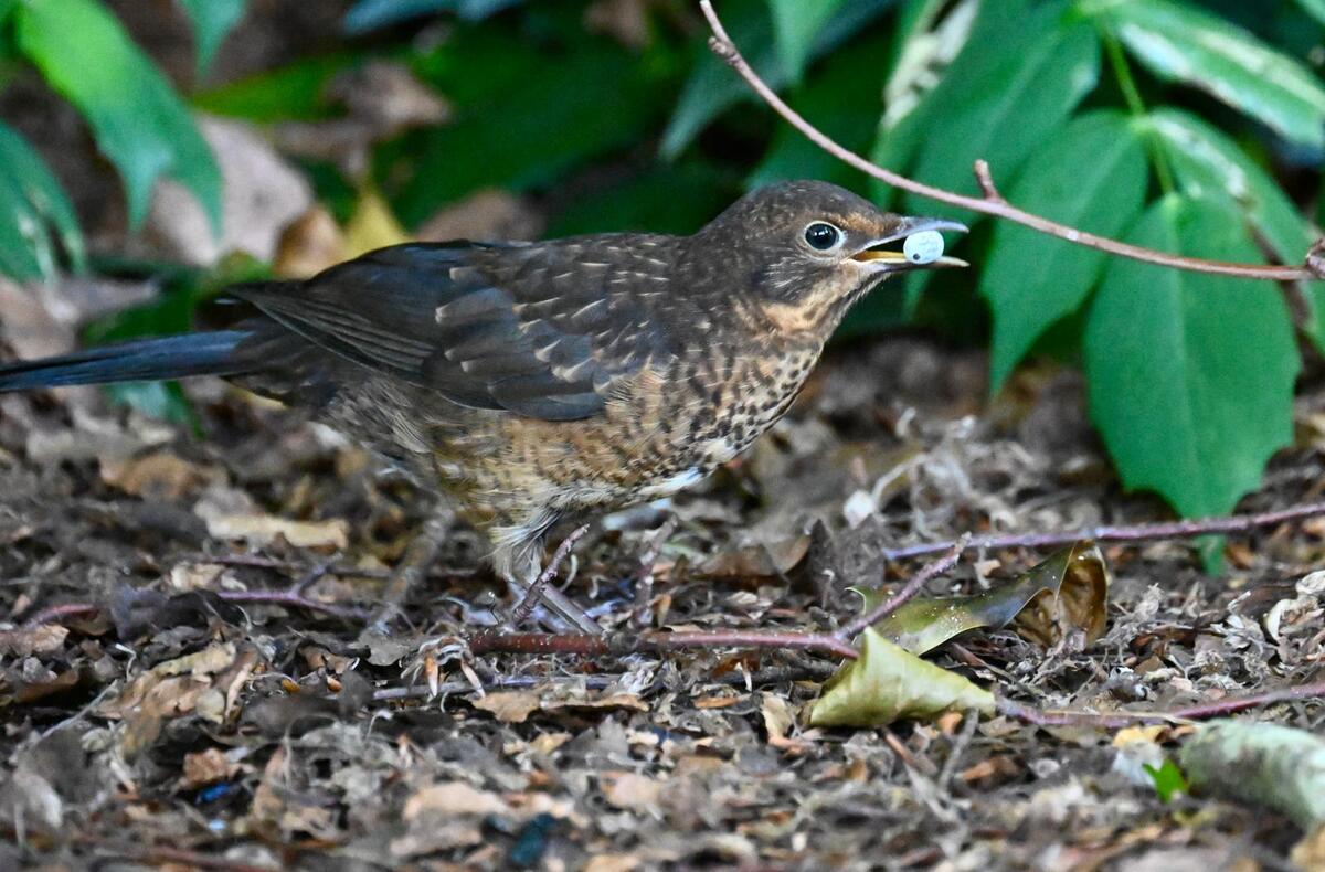 2026-06-25 2 Blackbird juvenile